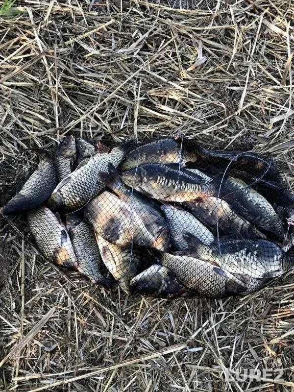 Карп, Карась — Ясельда, 22 сент. 2019 г.