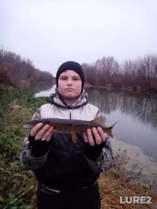 Щука