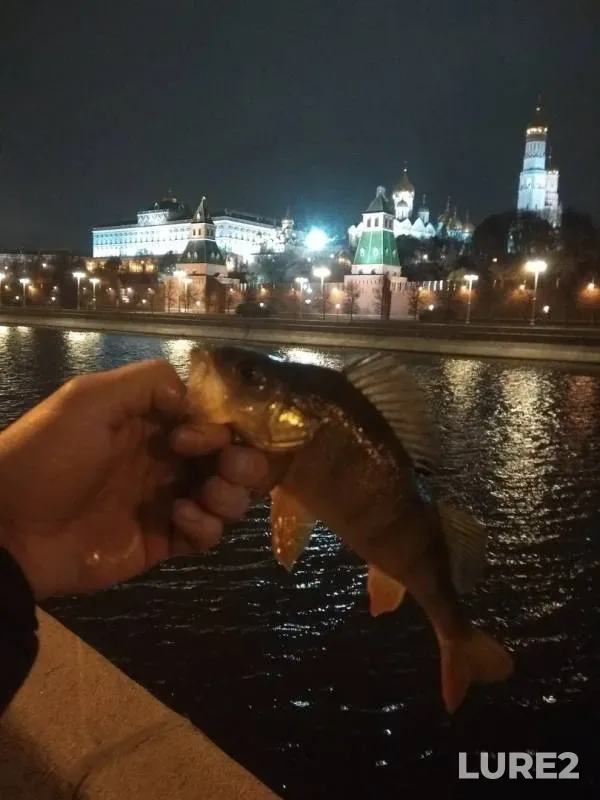 Окунь