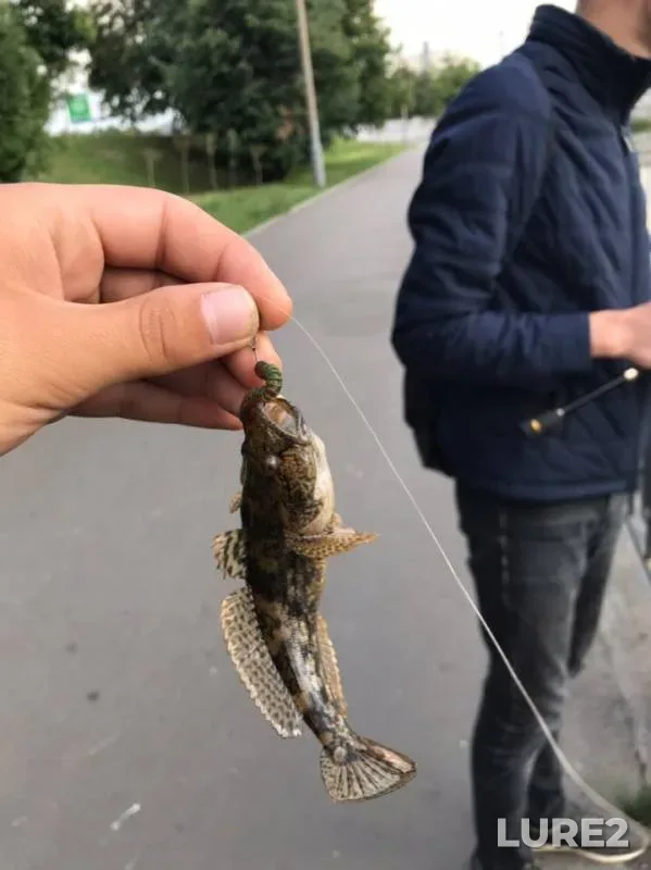 Жерех, Окунь