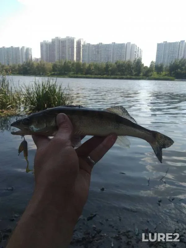 Окунь, Судак