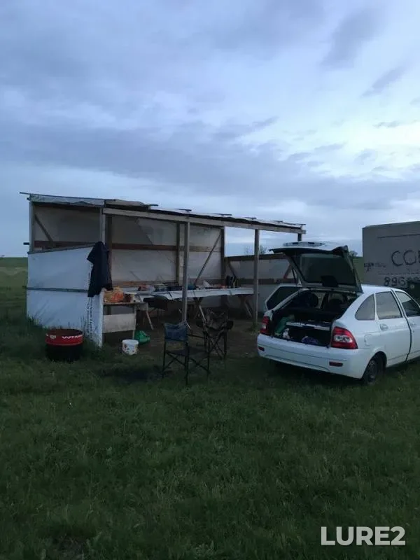 Карп, Карась