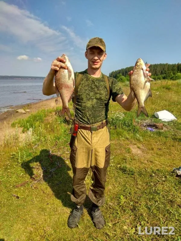 Лещ, Сом