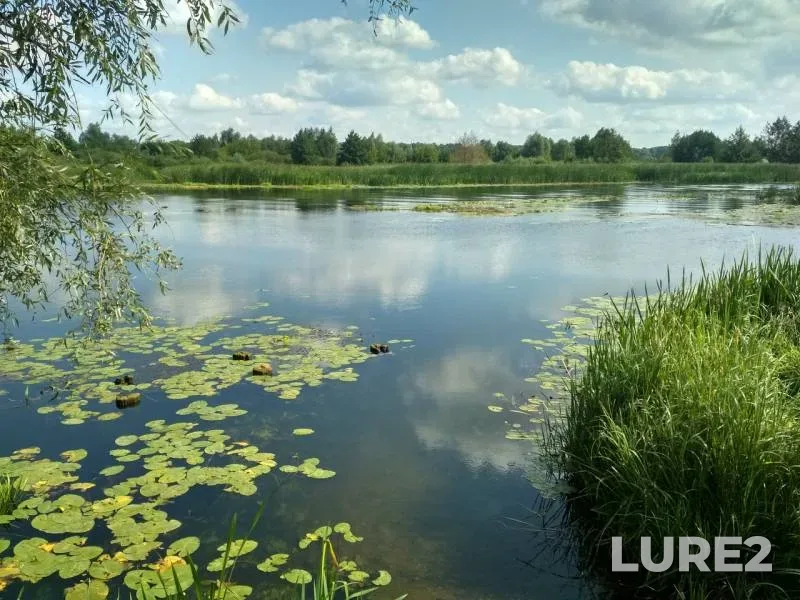 Жерех, Окунь