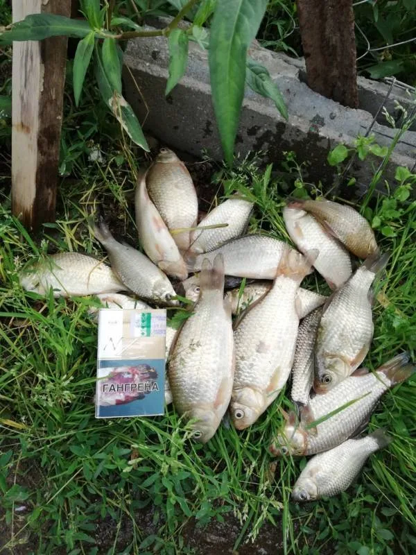 Карась