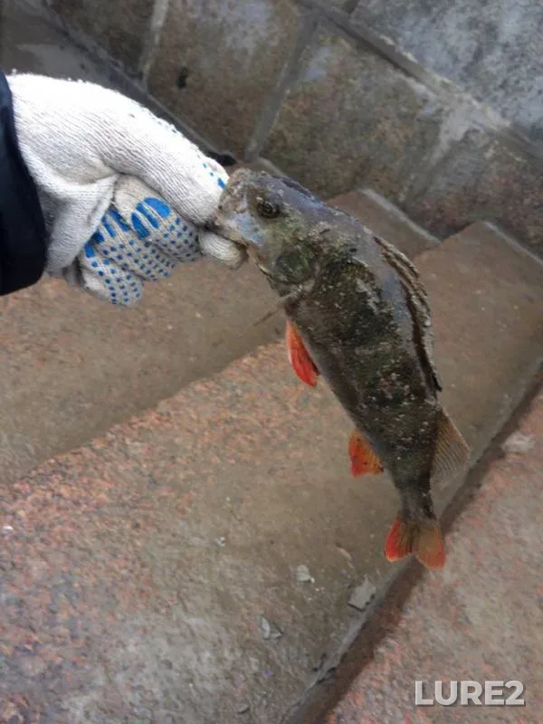Окунь — Водоотводный канал, 06 мар. 2017 г.