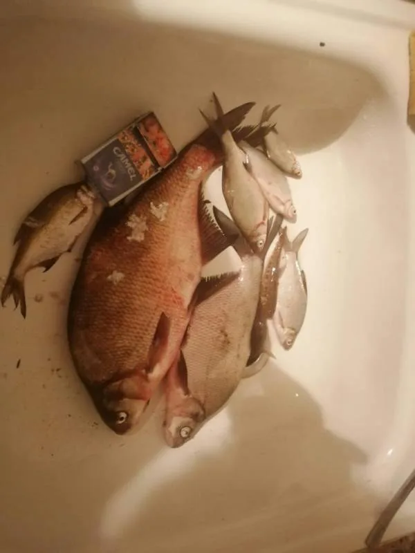 Лещ
