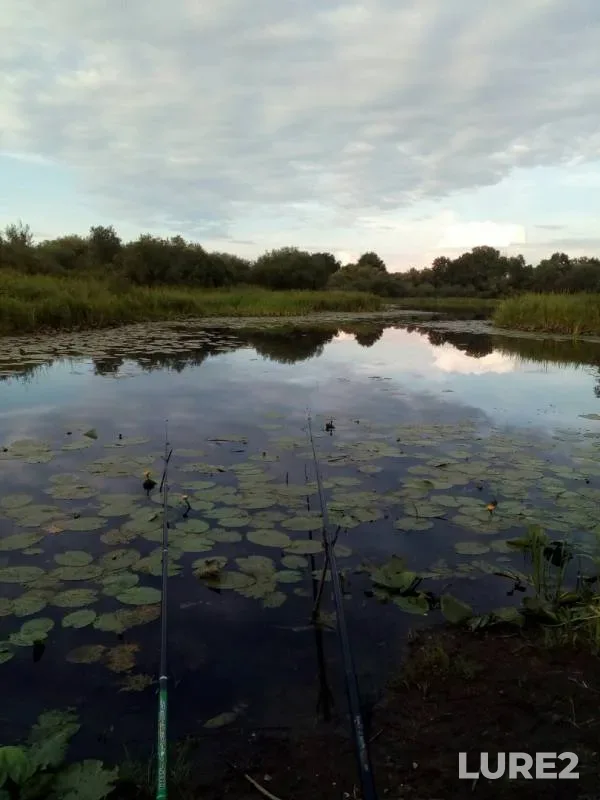 Карась, Линь — Березина, 15 июл. 2019 г.