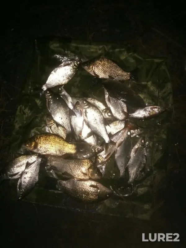 Лещ, Карась