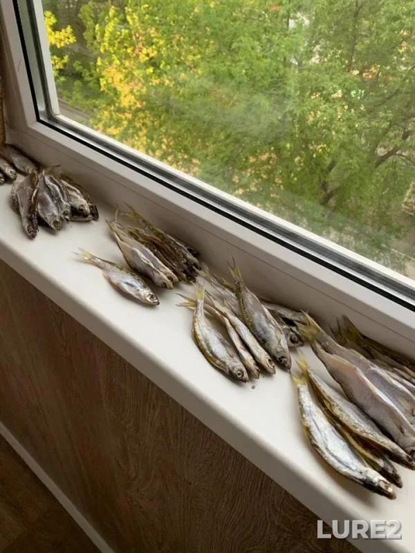 Уклейка