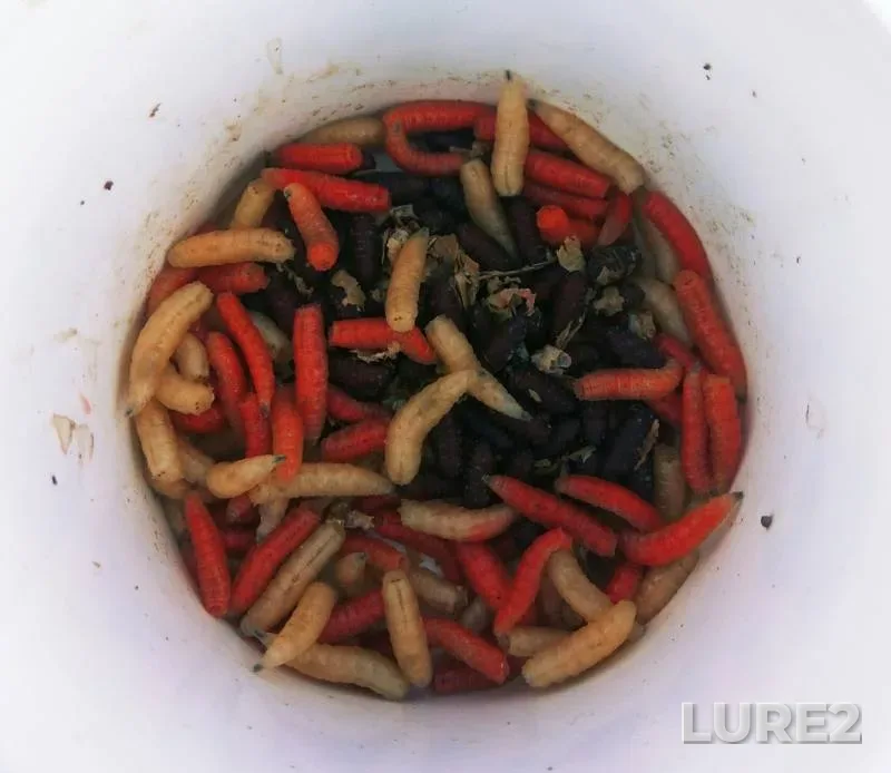 Лещ