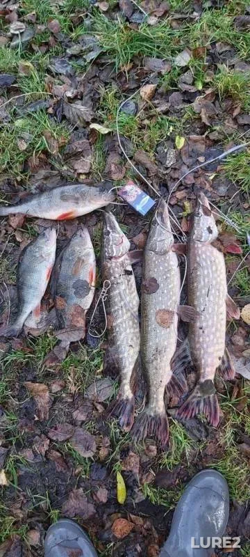 Окунь, Щука — Ляховичское водохранилище (Миничи), 13 нояб. 2019 г.