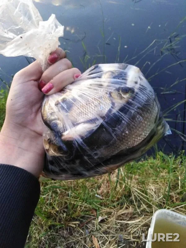 Карась — Рдица, 09 июн. 2019 г.