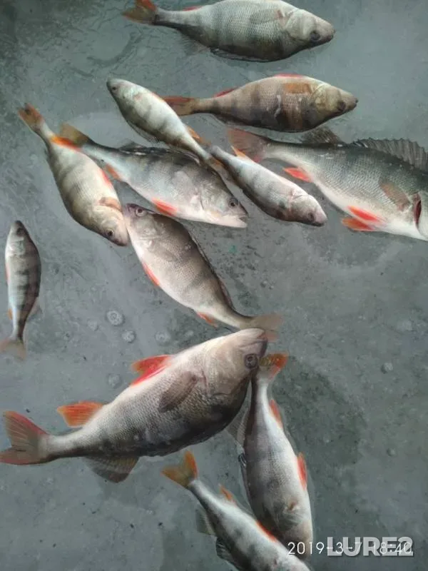 Окунь — Морочь, 07 мар. 2019 г.