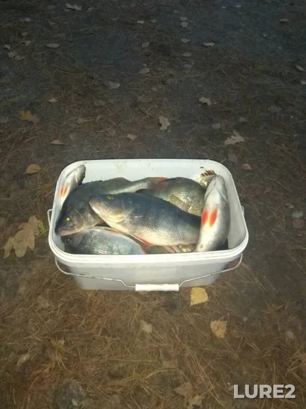 Окунь — Ляховичское водохранилище (Миничи), 04 нояб. 2018 г.