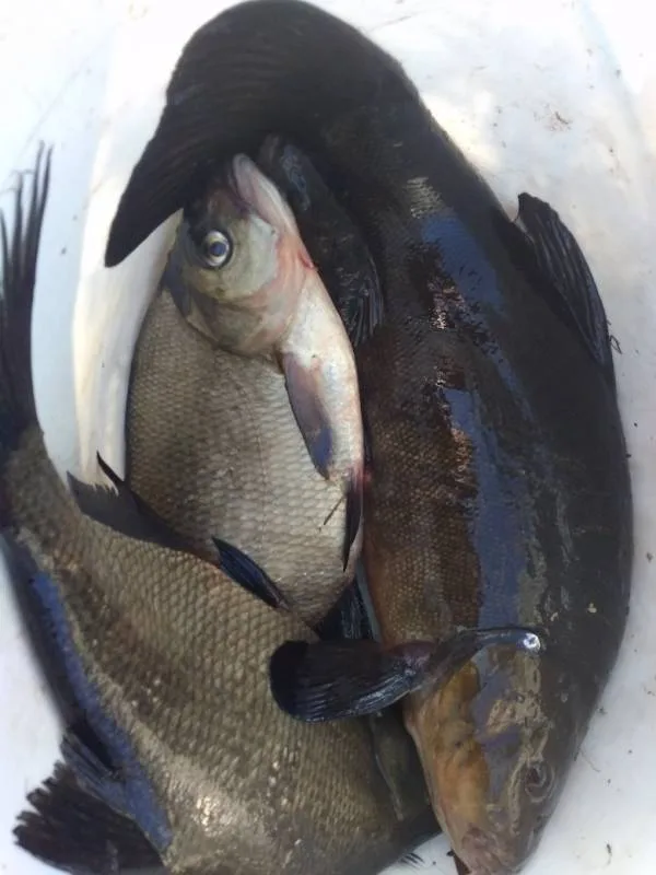 Лещ, Линь