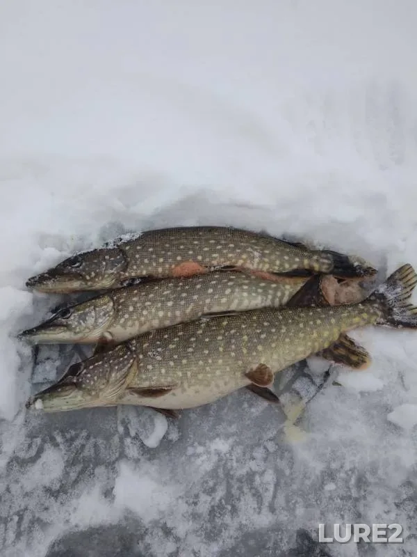 Щука — Каменское, 27 дек. 2018 г.