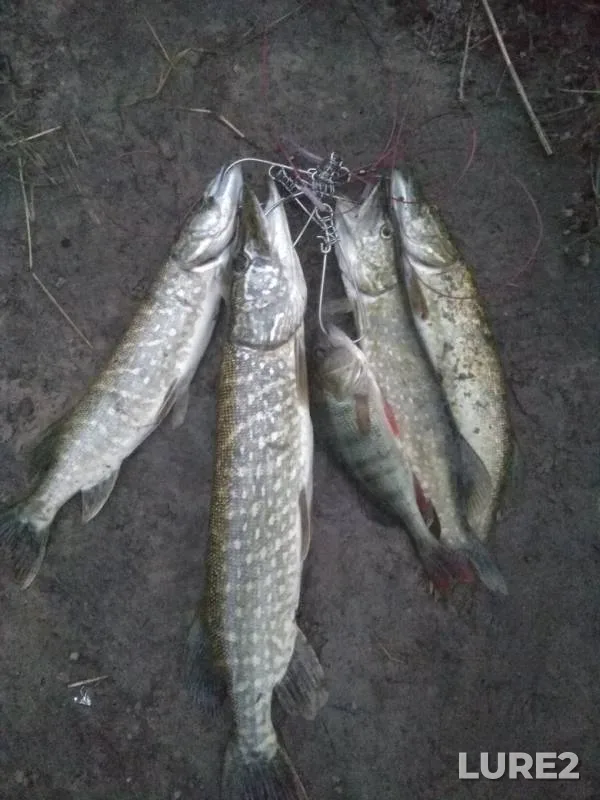 Окунь, Щука — Глыбочица, 12 июн. 2019 г.
