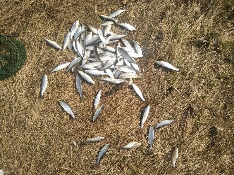 Уклейка