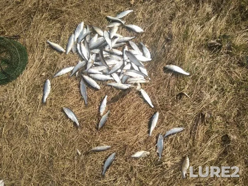 Уклейка — Рудея, 08 апр. 2019 г.
