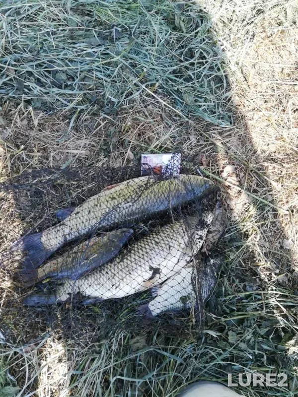 Карась — Полонка, 05 июн. 2019 г.