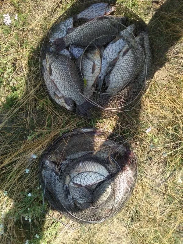 Карась