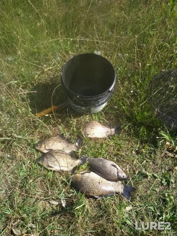 Карась — Лань, 30 июн. 2019 г.