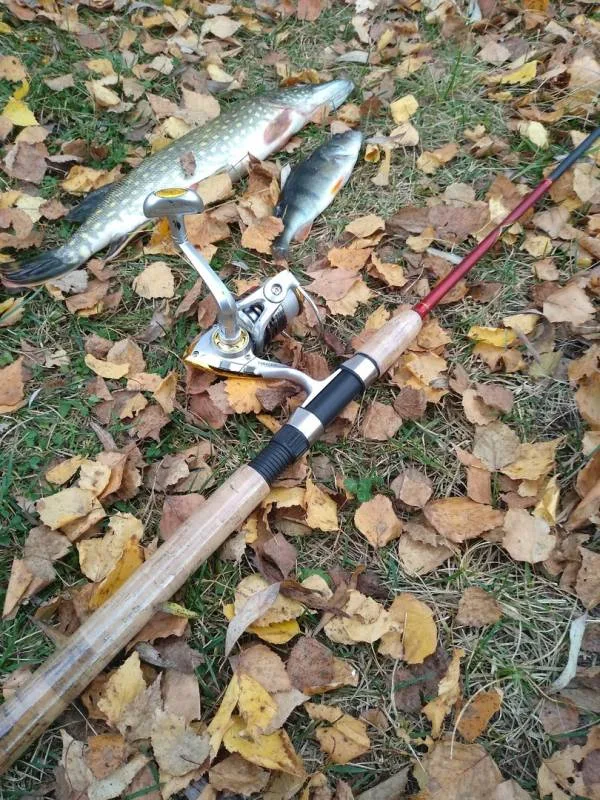 Окунь, Щука