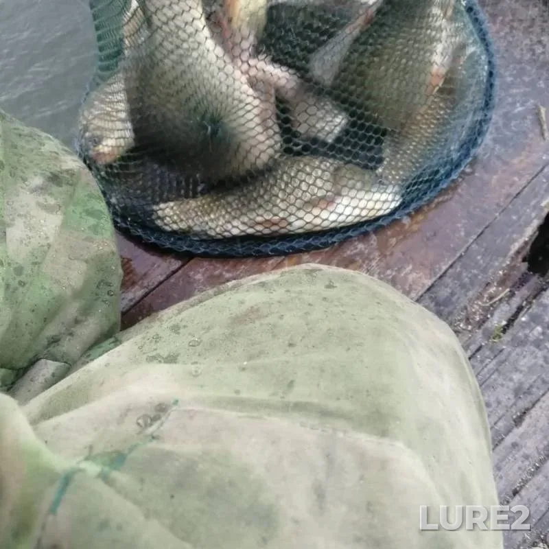 Карась