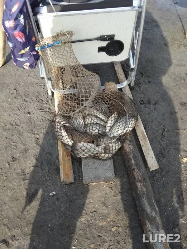 Карась