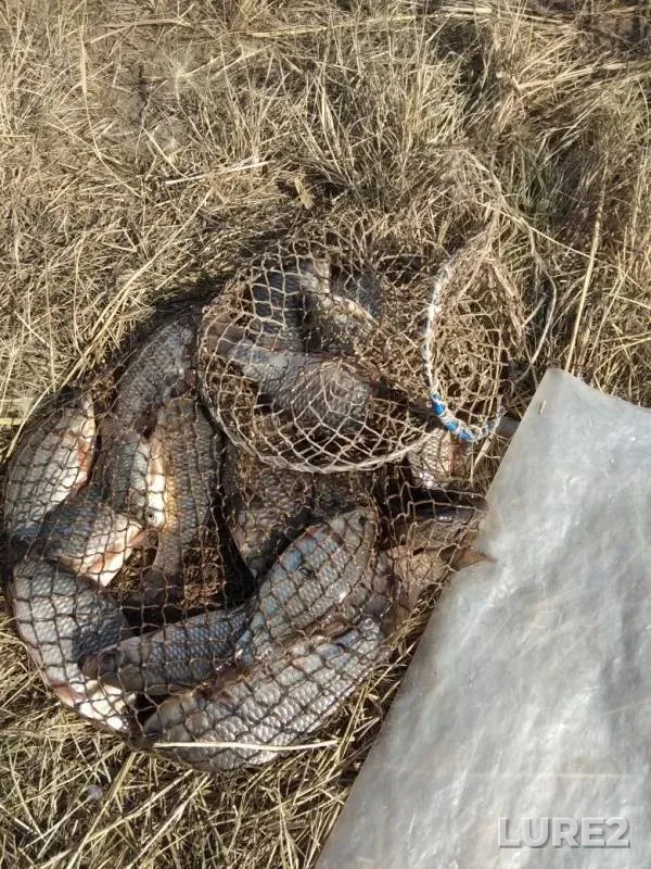 Карась