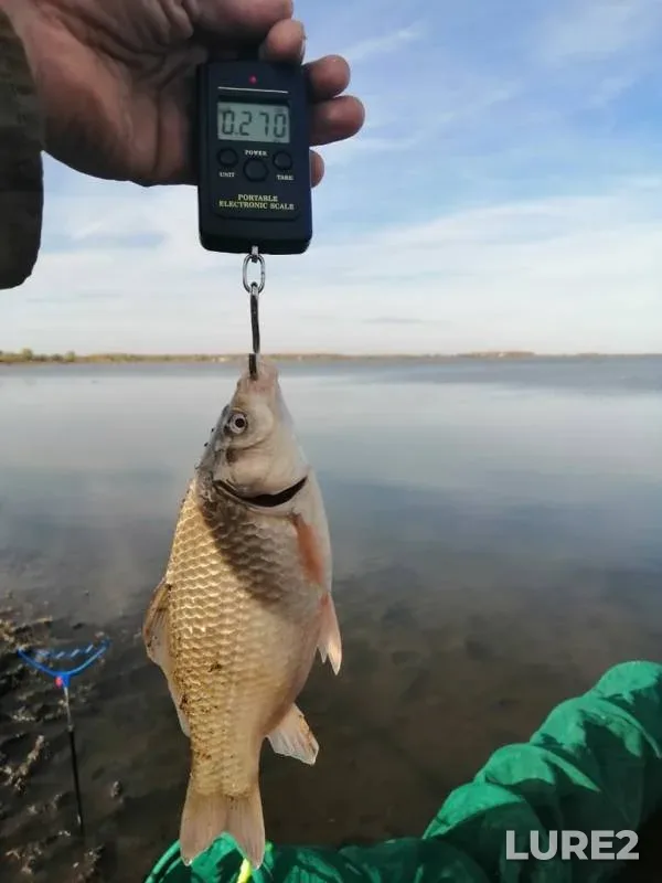 Карась