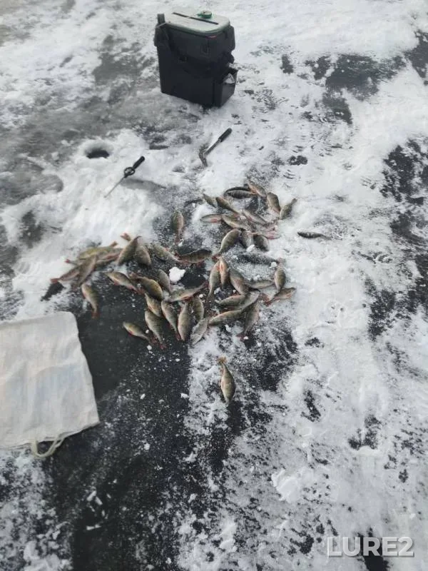 Окунь