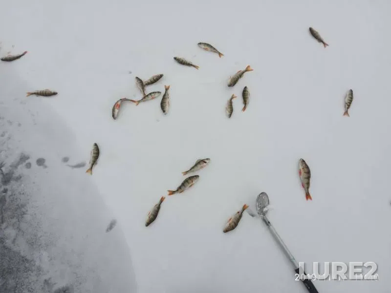 Окунь