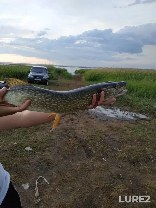 Щука
