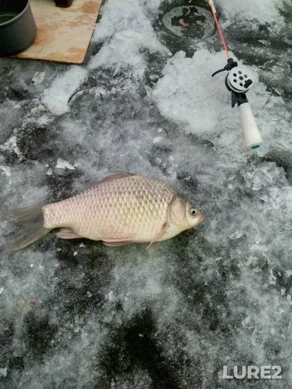 Карась