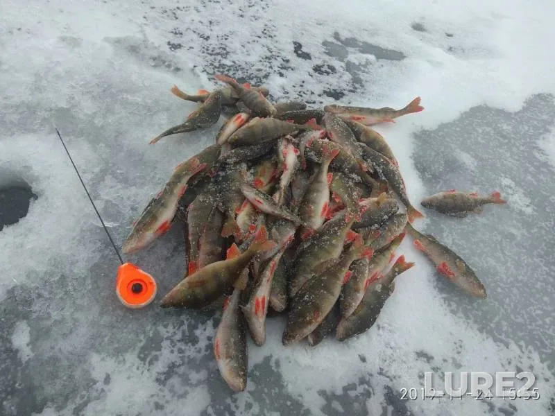 Окунь