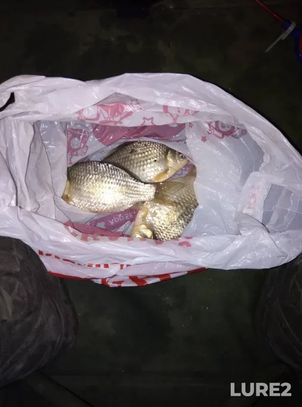 Карась