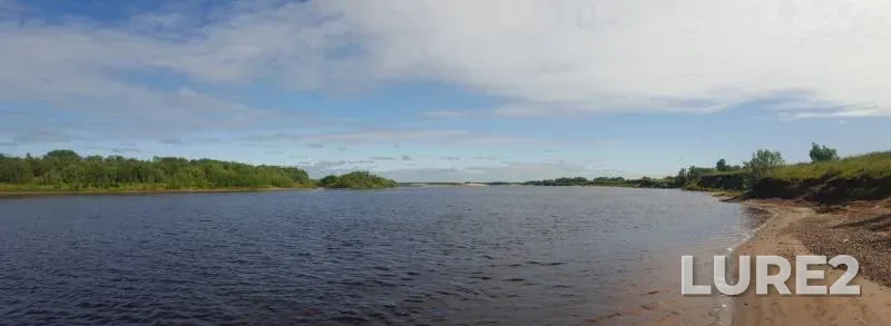 Лещ, Окунь