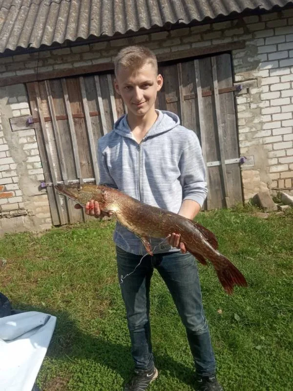 Окунь, Щука