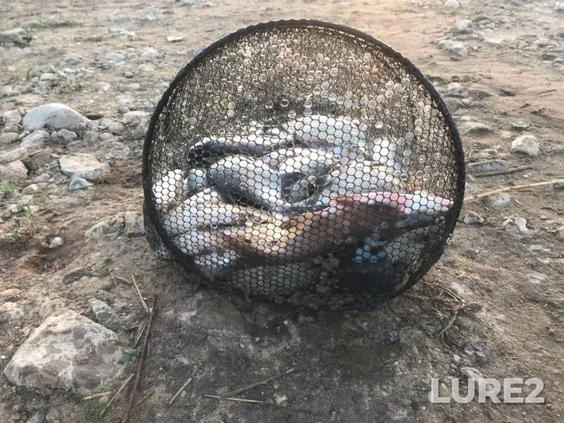 Лещ