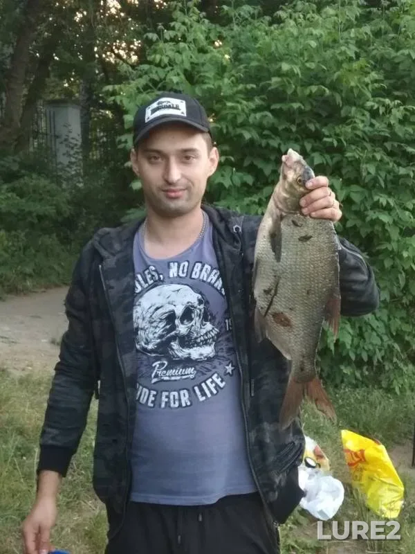 Лещ, Плотва