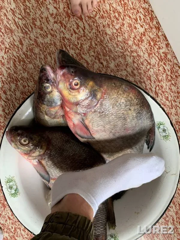Лещ, Окунь