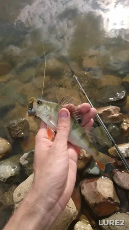 Окунь
