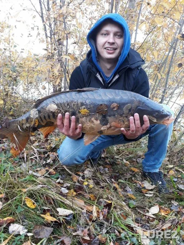 Карп