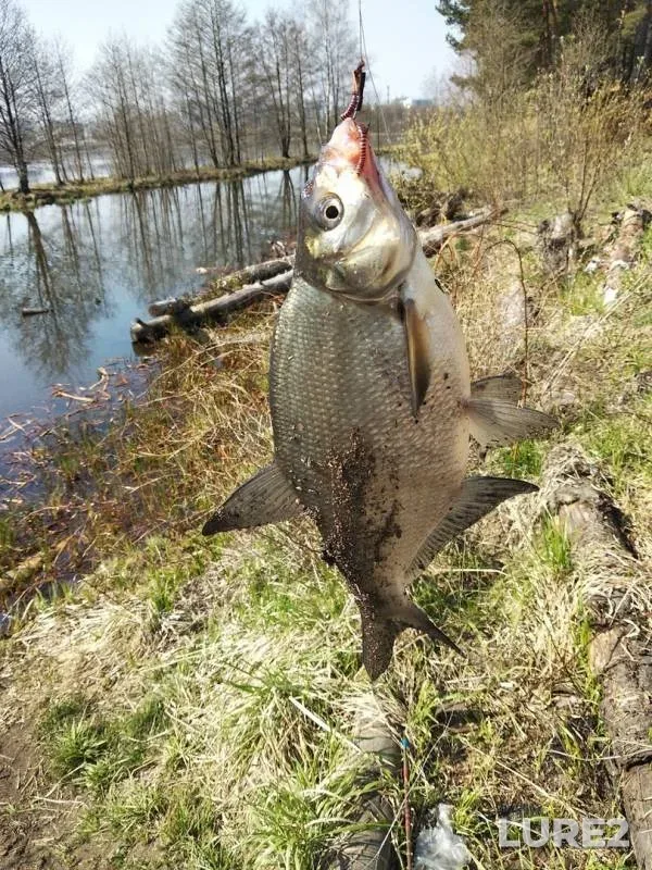 Лещ