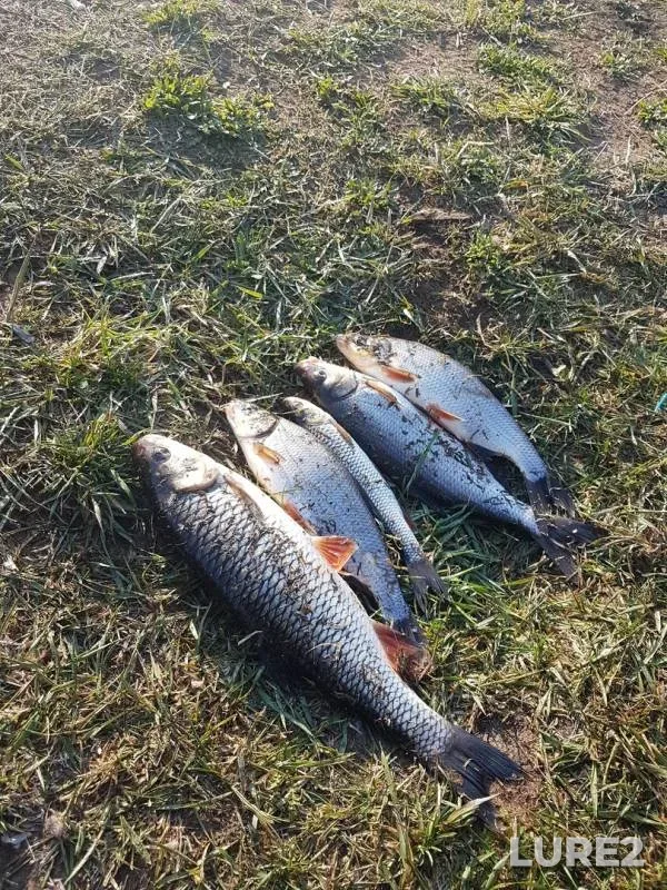 Голавль