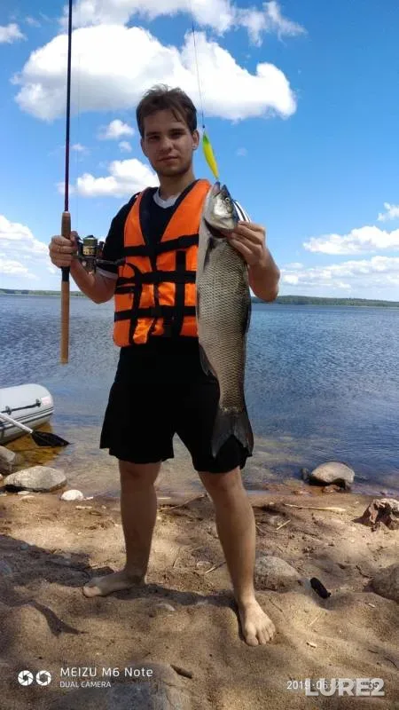 Жерех