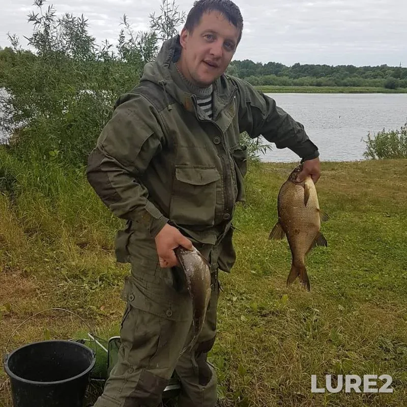 Лещ, Густера