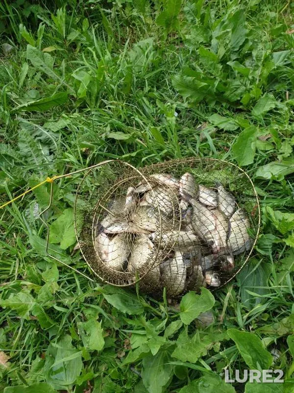 Карась